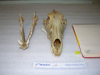Media type: image;   Mammalogy 52831 Description: Image of skeleton specimen - frontal view. frontal view of skull.;